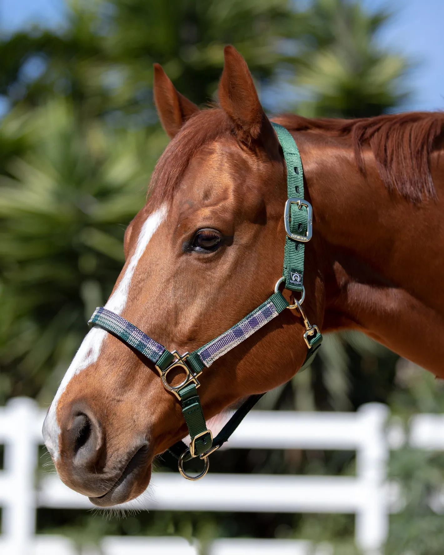 KENSINGTON ™ Premium Halter