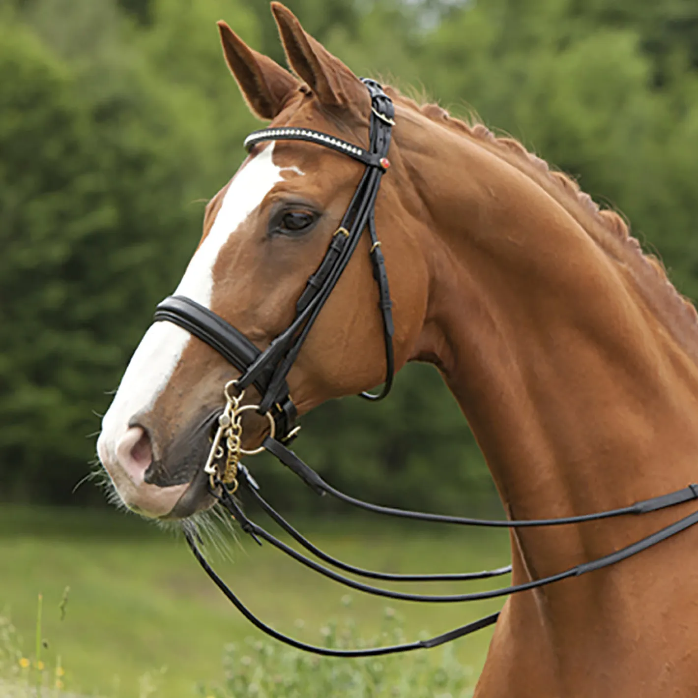 KIEFFER SATTLERWAREN Kieffer Sylvie Double Bridle