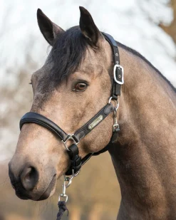 HORSE HEALTH TRADE LeMieux® Capella Halter