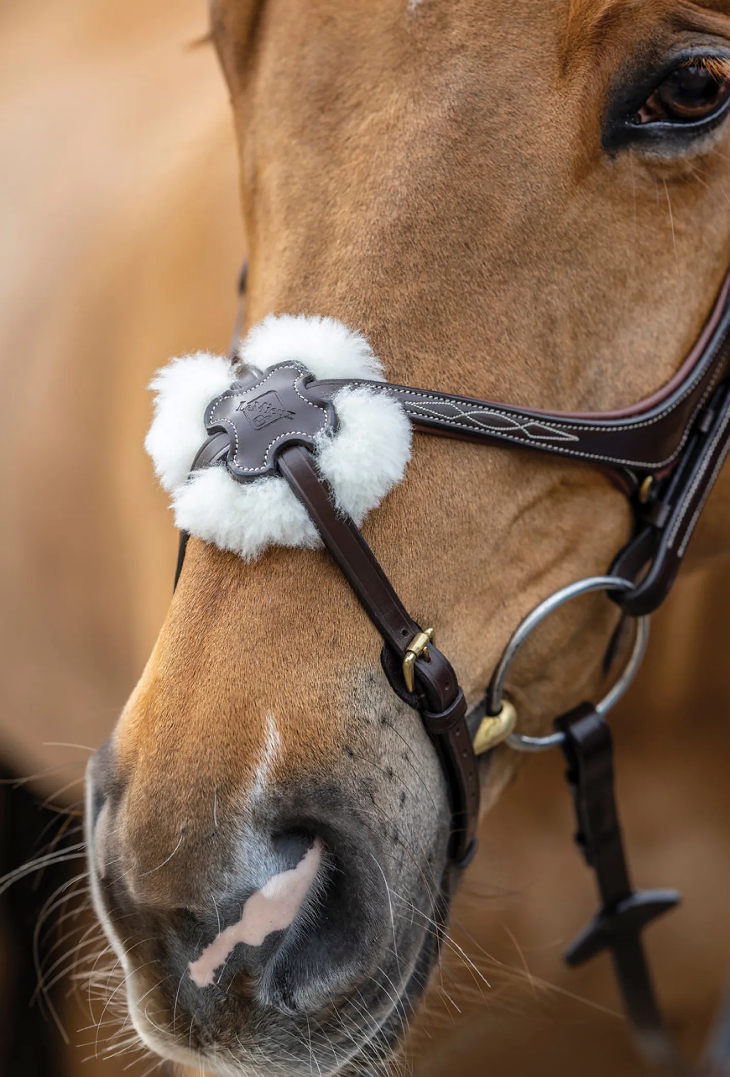 HORSE HEALTH TRADE LeMieux® Kudos Figure-8 Bridle
