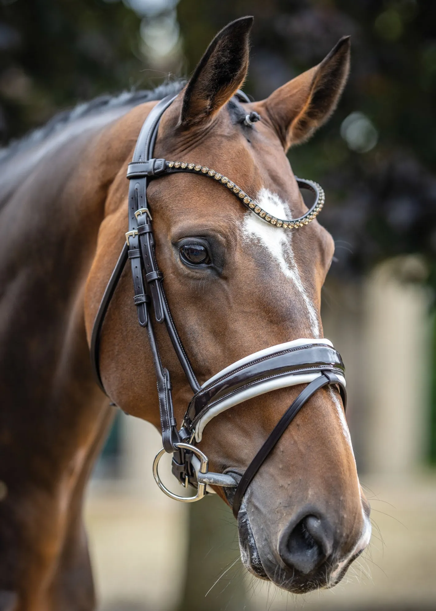 HORSE HEALTH TRADE LeMieux® Kudos Patent Leather Dressage Bridle