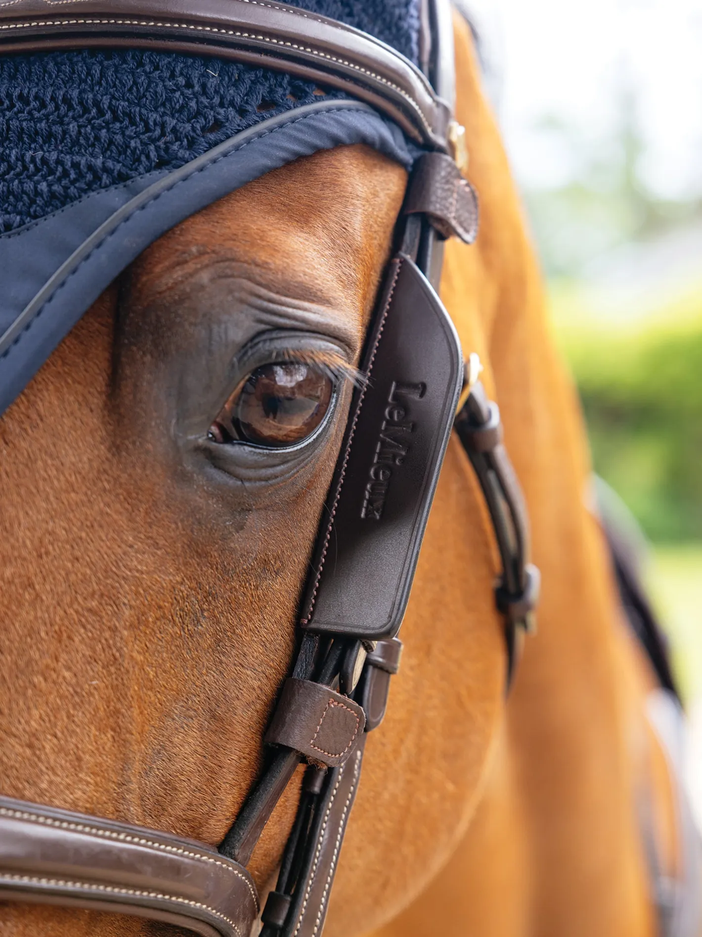 HORSE HEALTH TRADE LeMieux® Leather Bridle Blinkers
