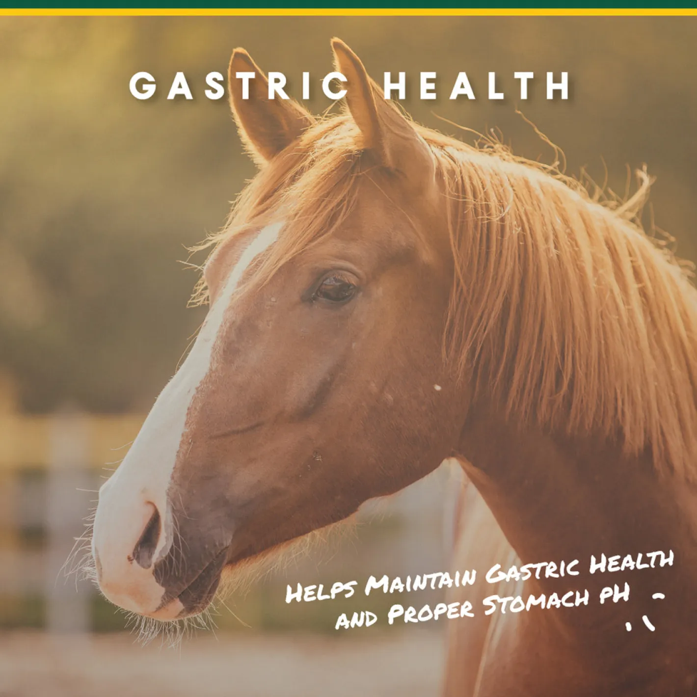 ANIMAL HEALTH INT Manna Pro® Corta-Flx® U-Gard™ Pellets, 4 Pounds