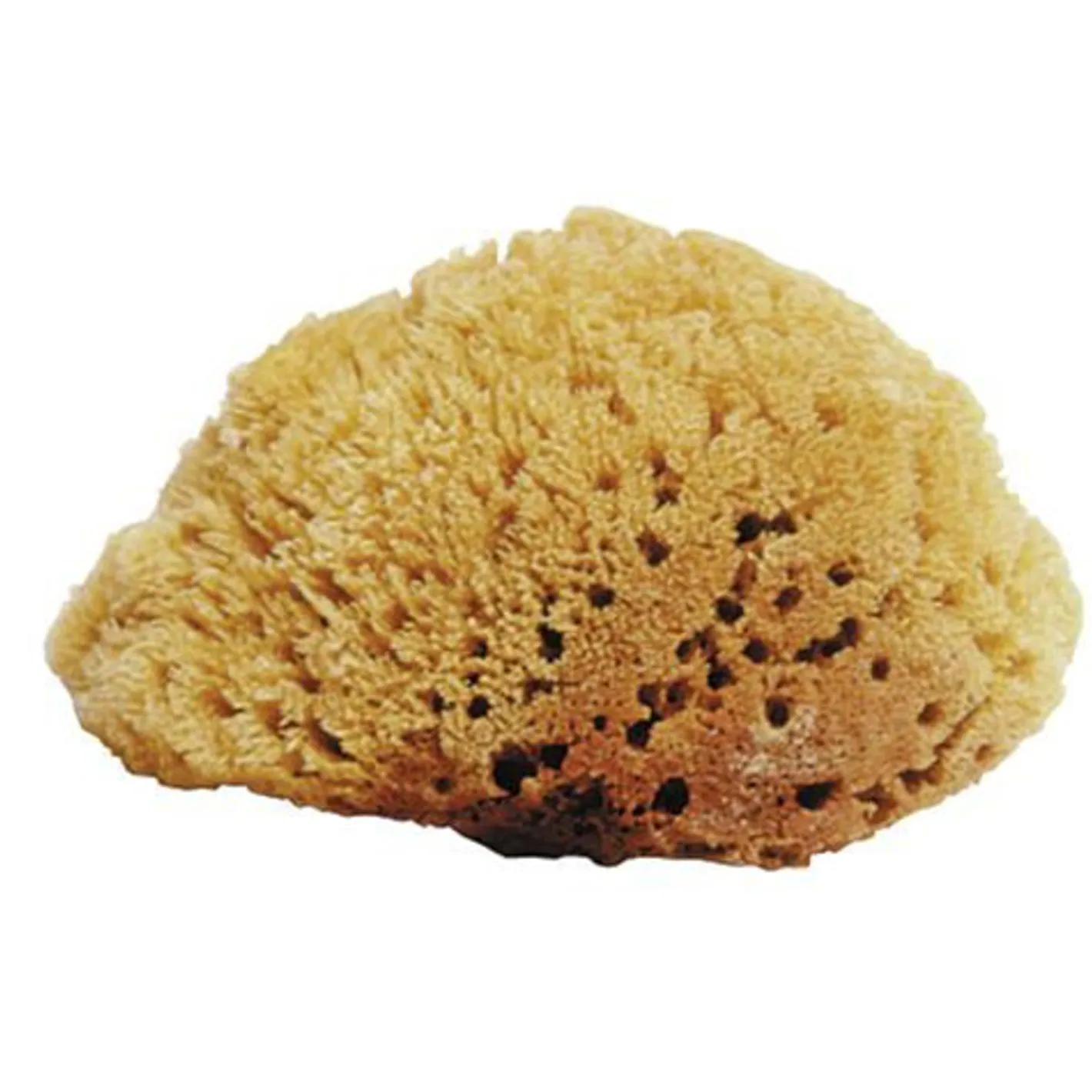 JACKS MFG Natural Sea Sponges