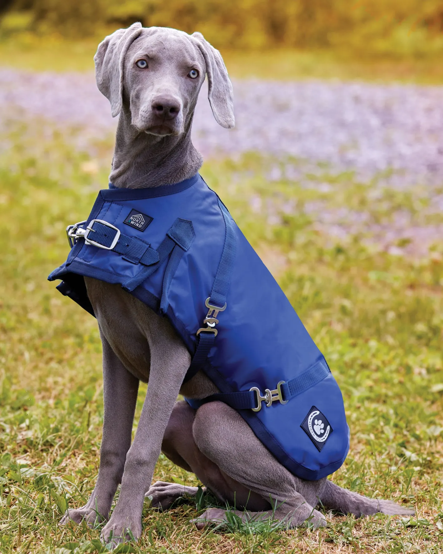 CWEAR BRANCH NorthWind™ Dog Turnout Blanket