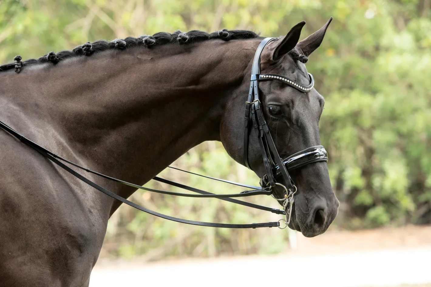OTTO SCHUMACHER Patent Venedig Double Bridle