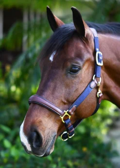 ERS Ovation® Luxor Cushion-Flex Halter