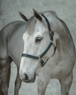 PERRIS LEATHER Perri’s® 1" Padded Leather Halter