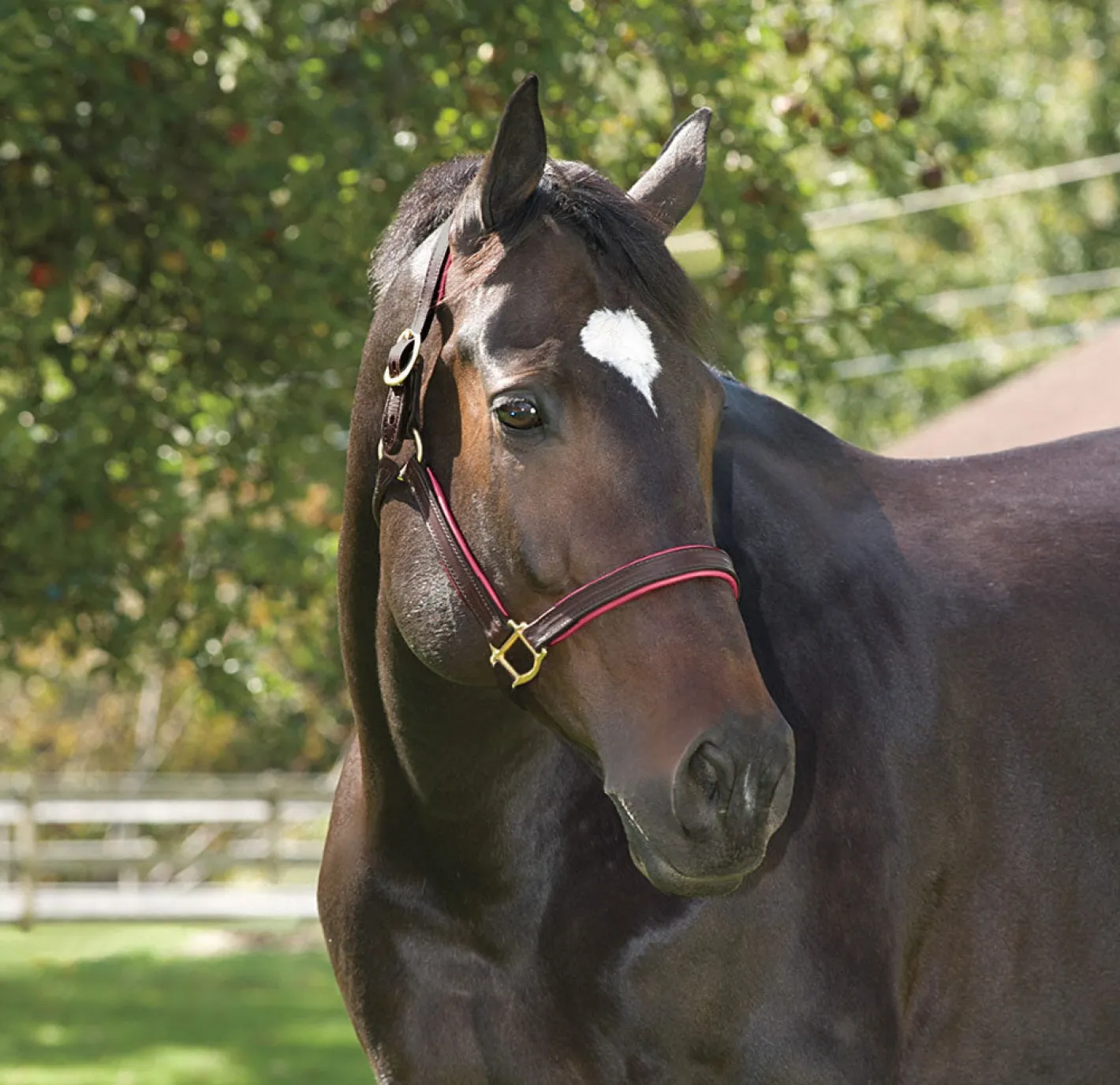 PERRIS LEATHER Perri’s® 1" Padded Leather Halter