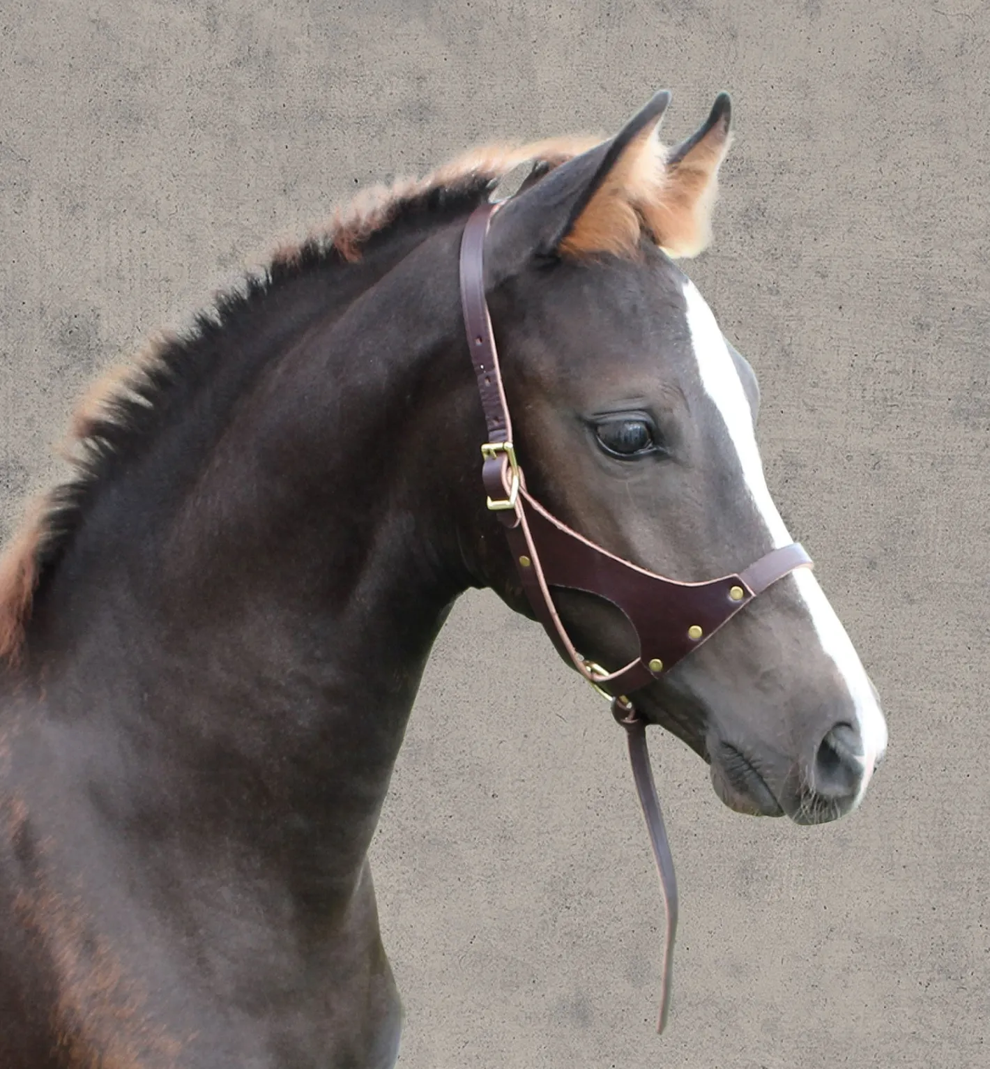 PERRIS LEATHER Perri’s® Leather Foal Halter