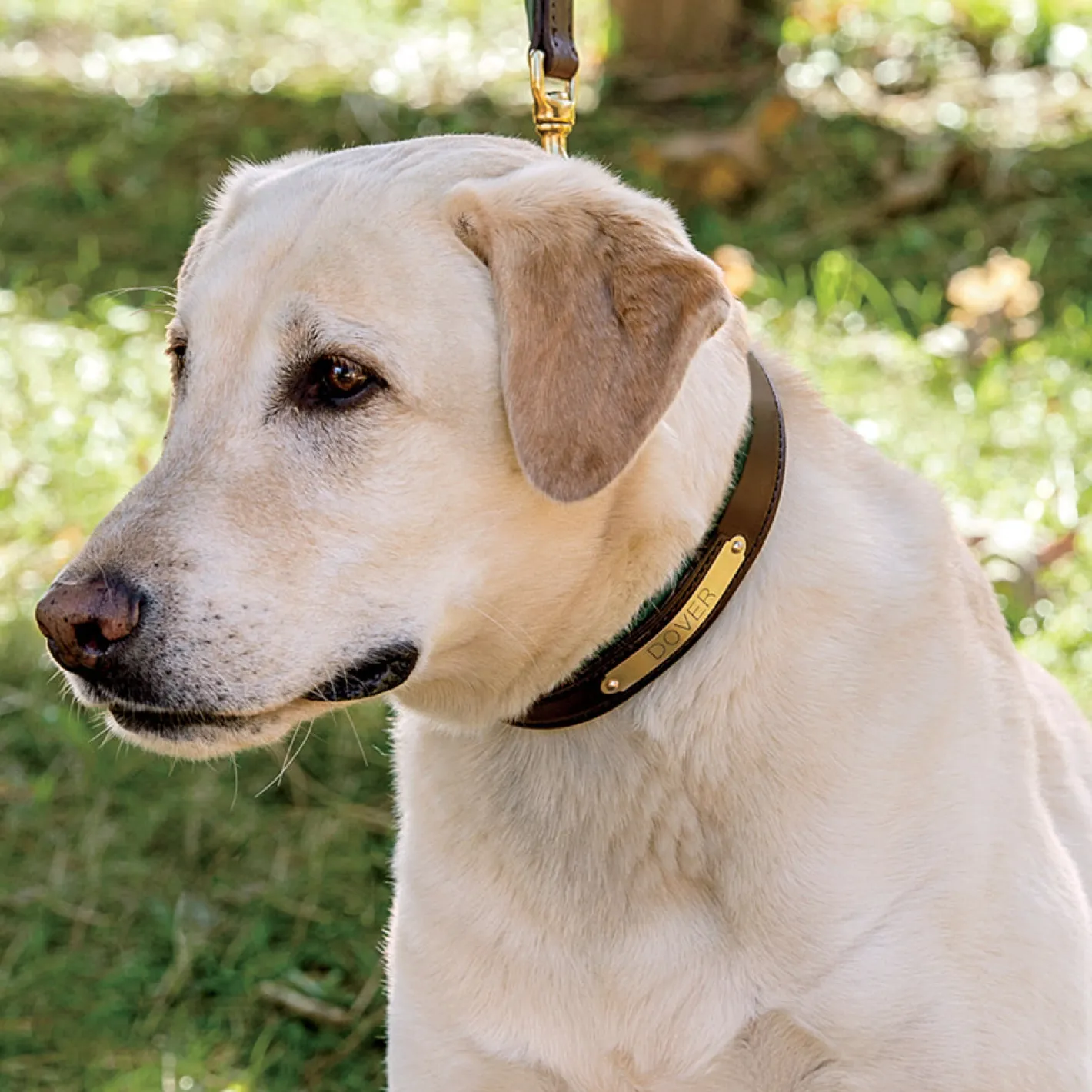 PERRIS LEATHER Perri’s® Padded Leather Nameplate Dog Collar