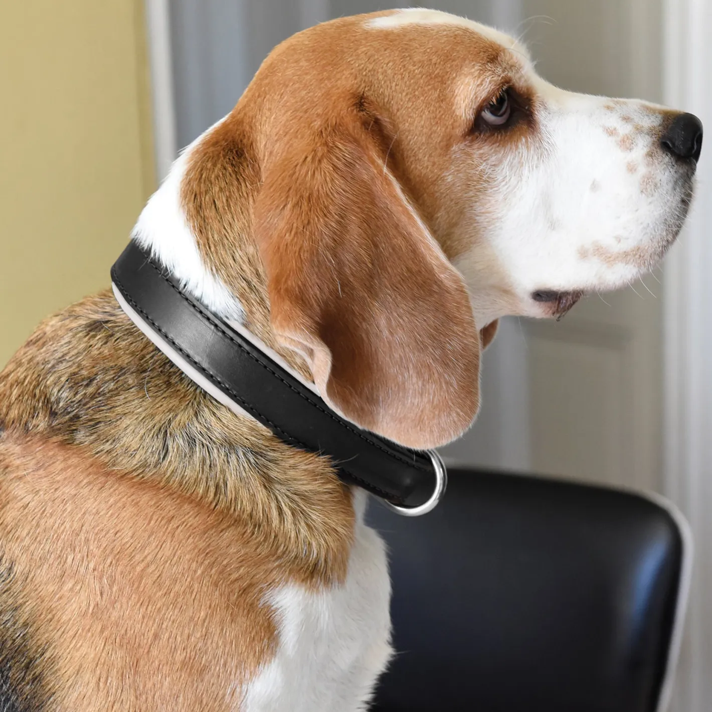 PERRIS LEATHER Perri’s® Padded Leather Nameplate Dog Collar