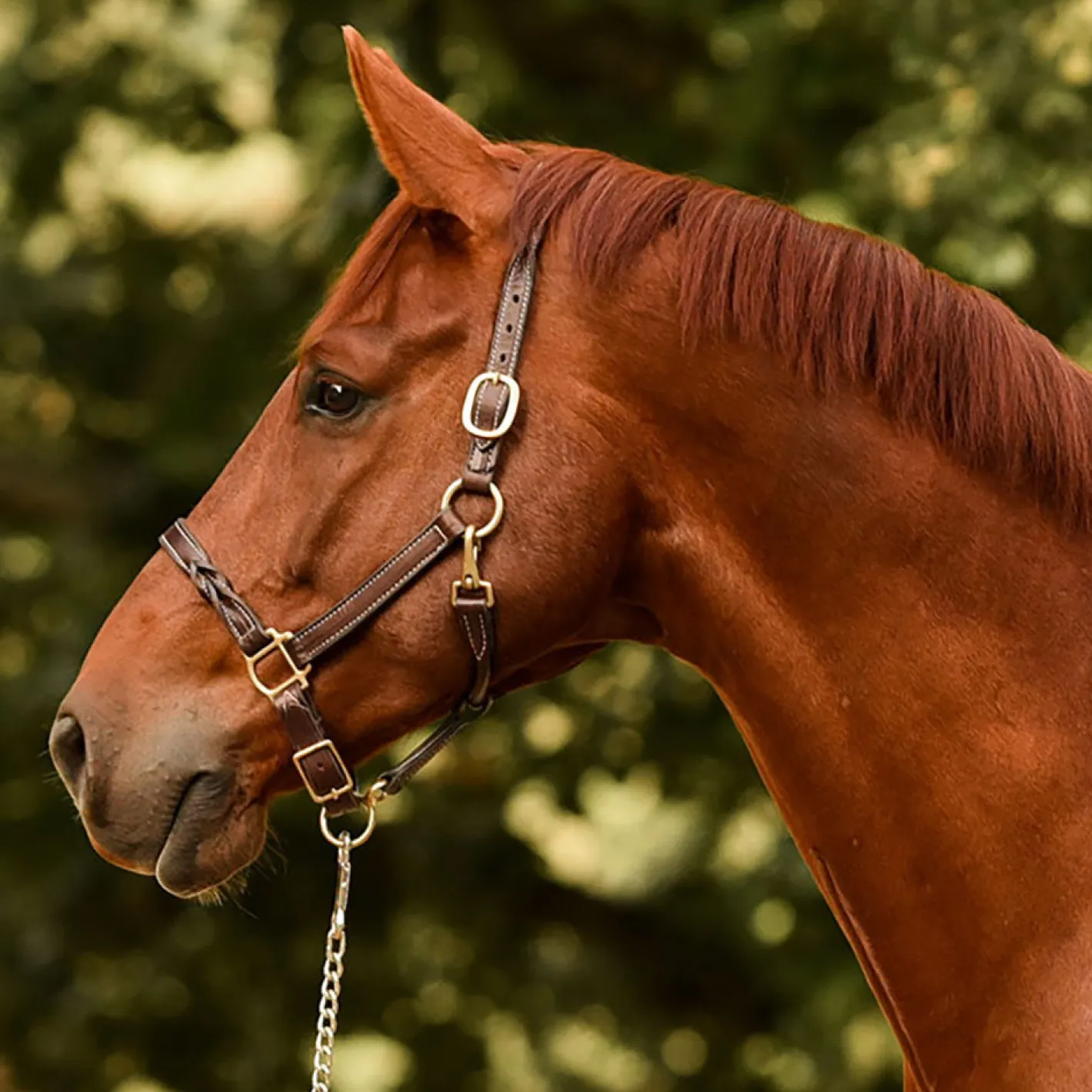 PERRIS LEATHER Perri’s® Twisted Leather Halter