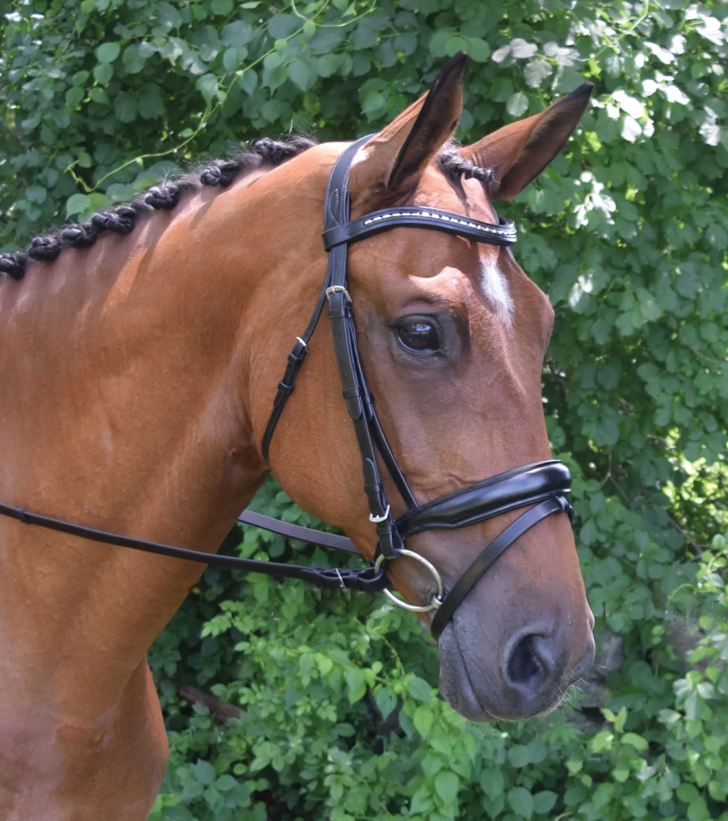 KL SELECT Red Barn Topline Bridle