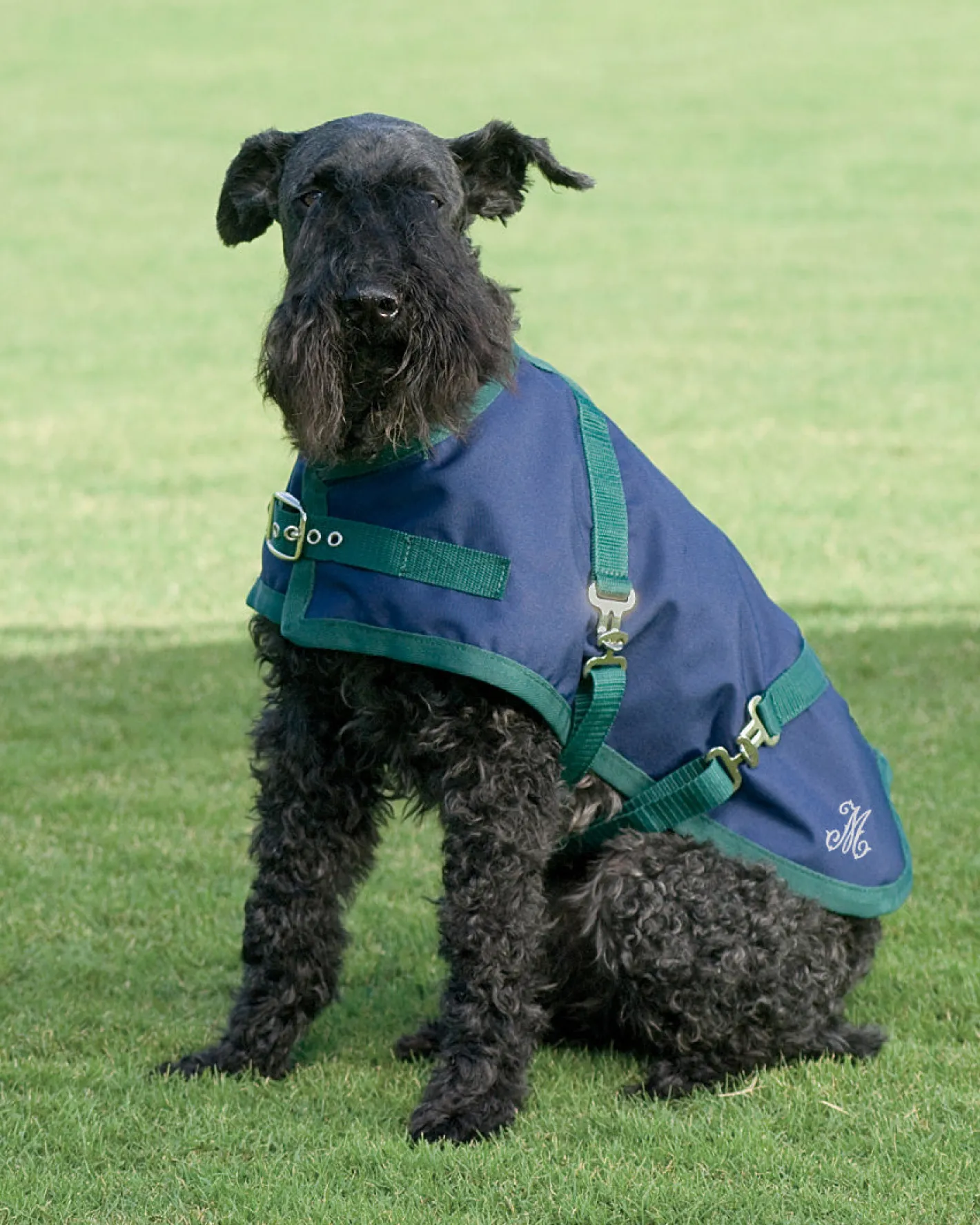 CWEAR BRANCH Rider’s International™ Dog Turnout Sheet