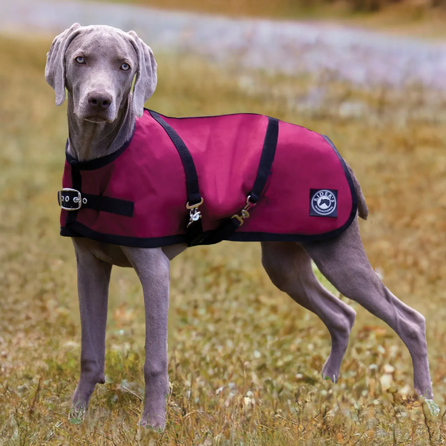 CWEAR BRANCH Rider’s International™ Dog Turnout Sheet