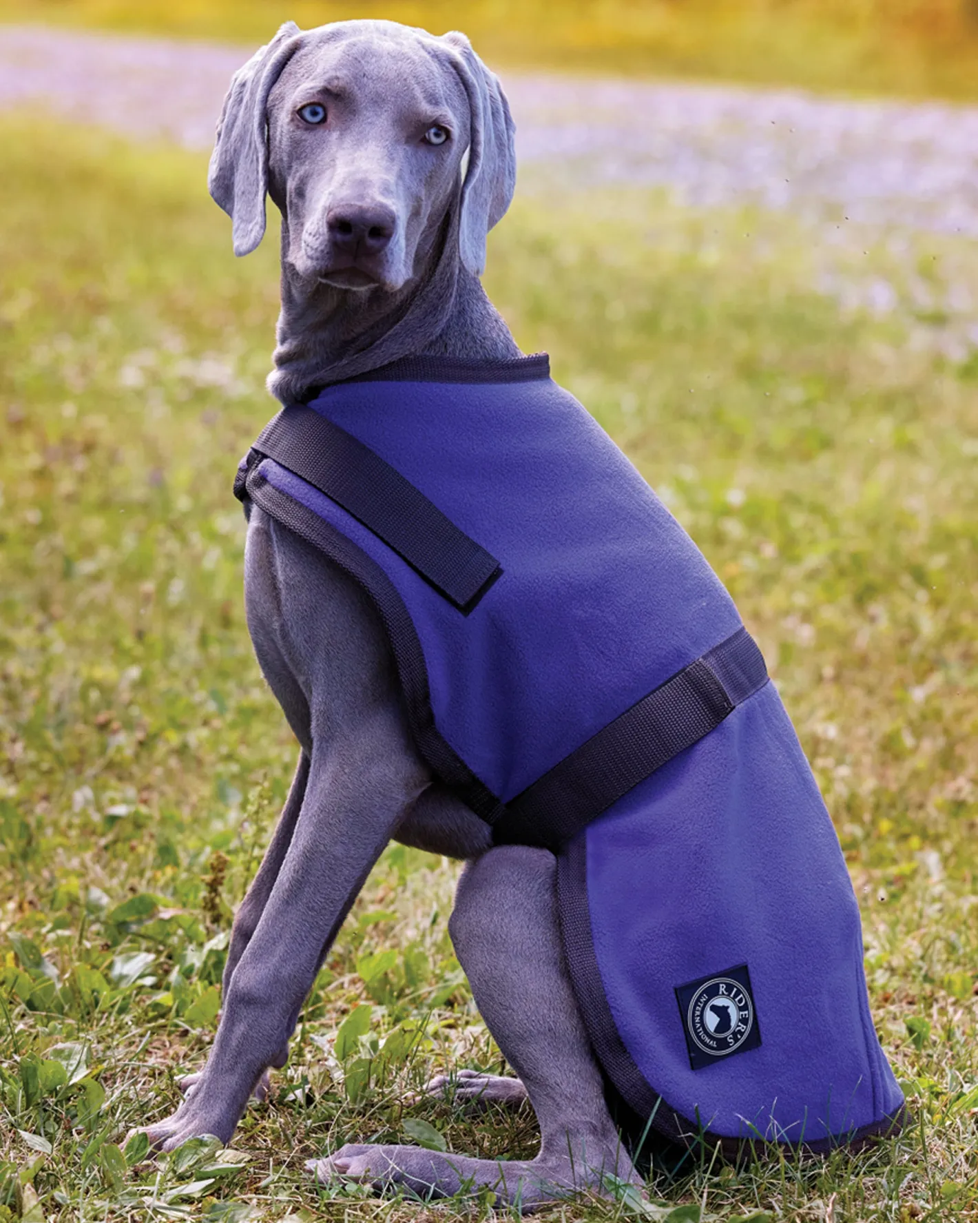 CWEAR BRANCH Rider’s International™ Fleece Dog Cooler