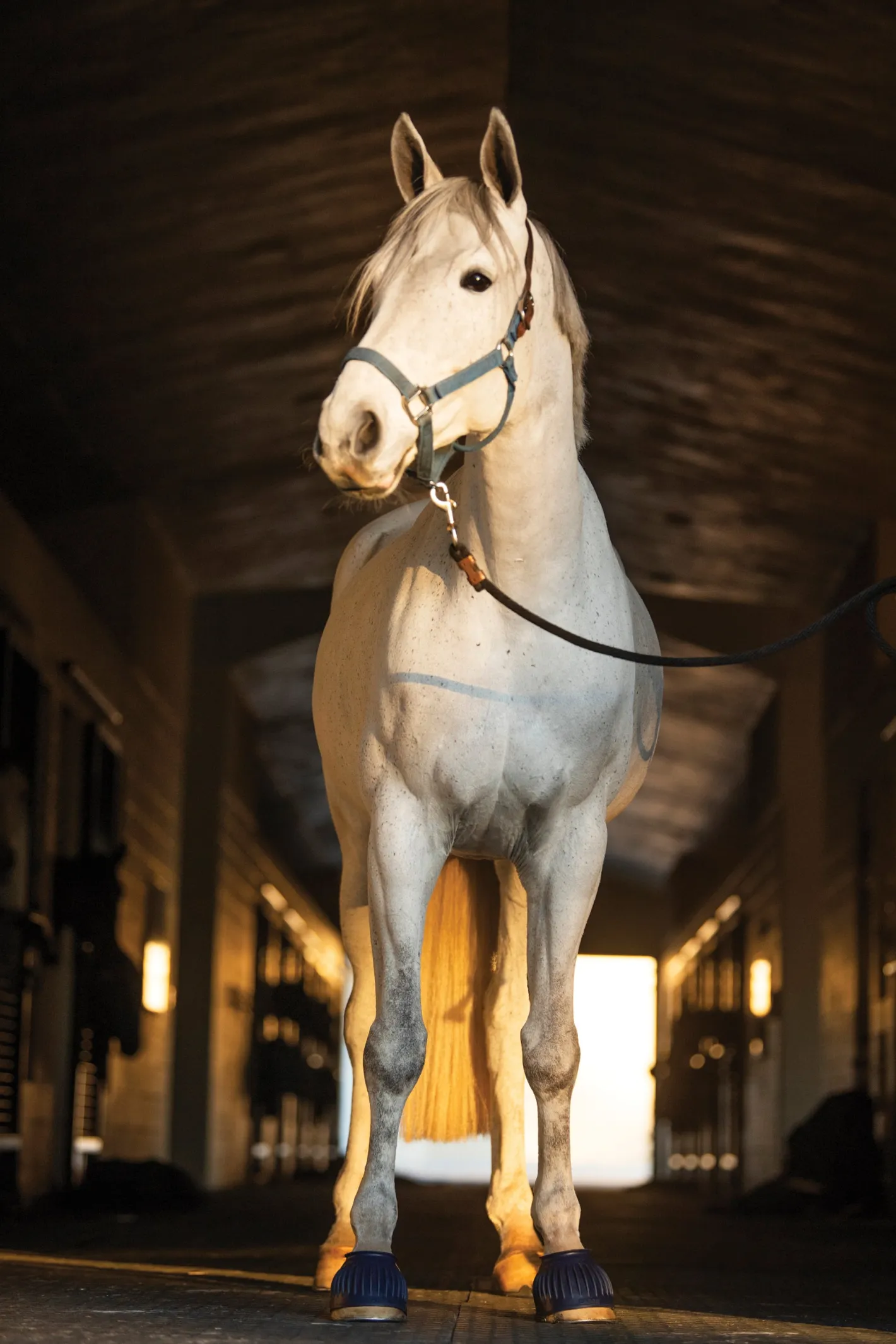 SHIVAM Rider's International™ Rubber Hook-and-Loop Bell Boots