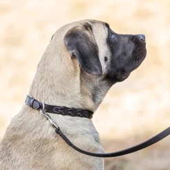 PUSHKAR INTL Rider’s International™ Laced Rein Dog Collar