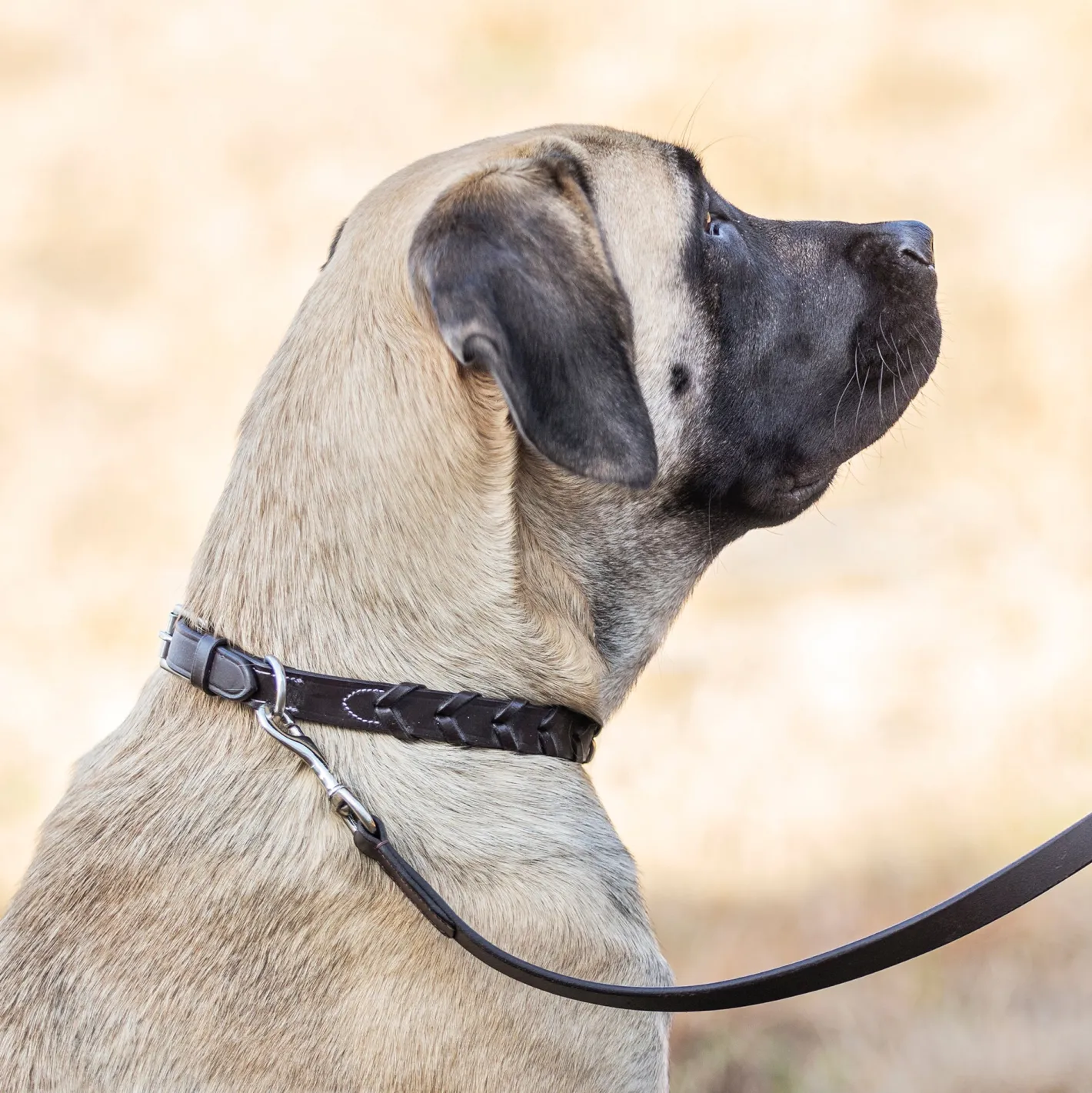 PUSHKAR INTL Rider’s International™ Laced Rein Dog Collar