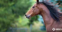 ANIMAL HEALTH INT Safe-Guard® Dewormer