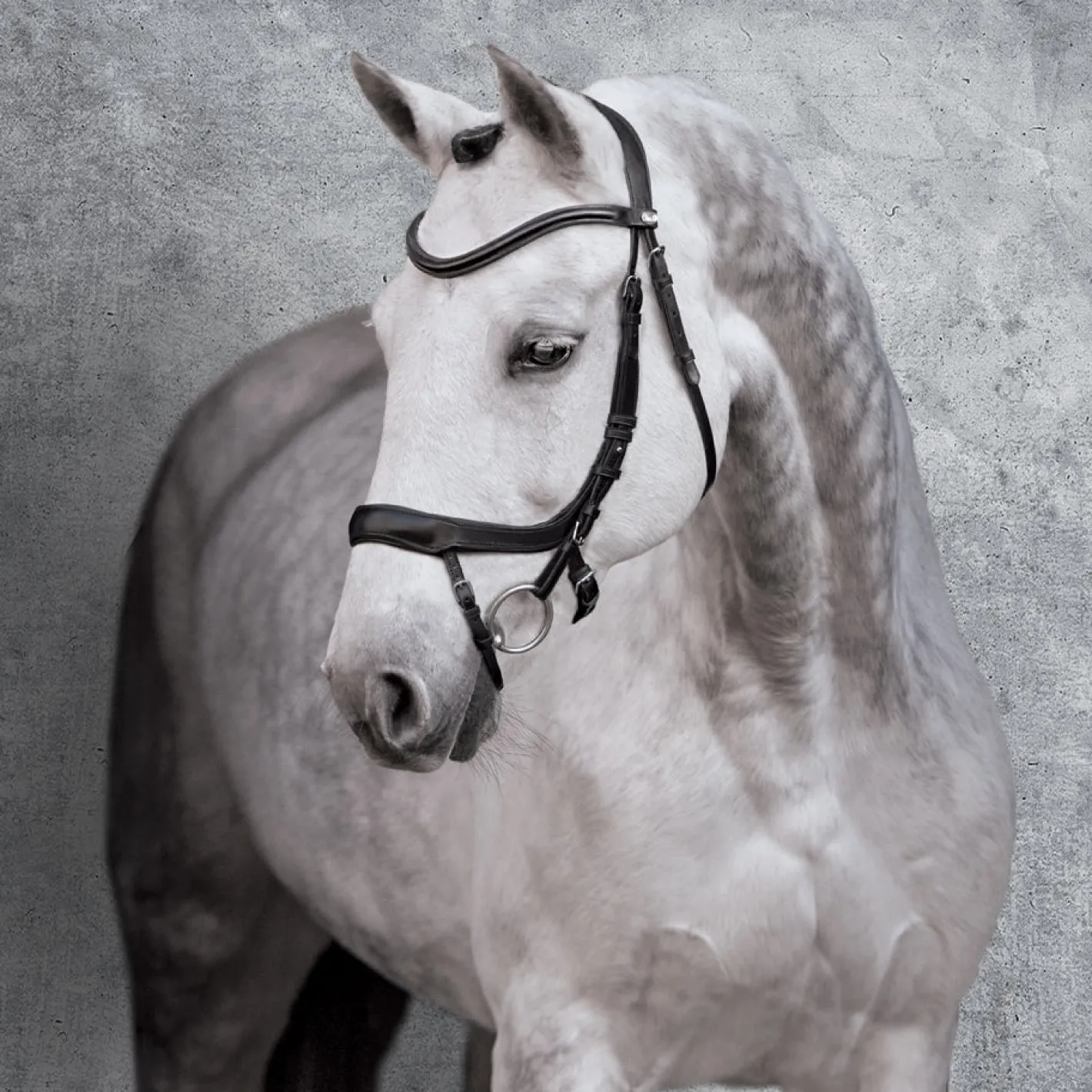 SCHOCKEMOEHLE N.A. Schockemöhle Equitus Alpha Bridle