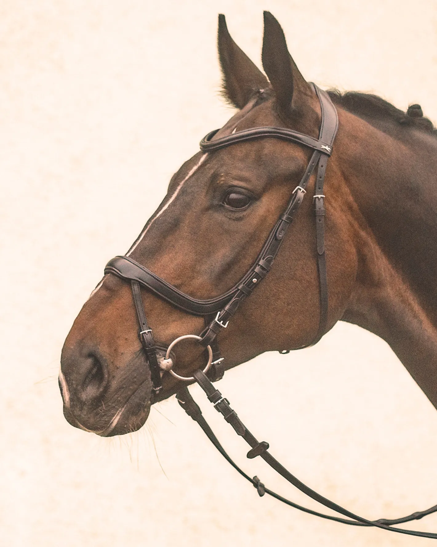 SCHOCKEMOEHLE N.A. Schockemöhle Equitus Alpha Bridle