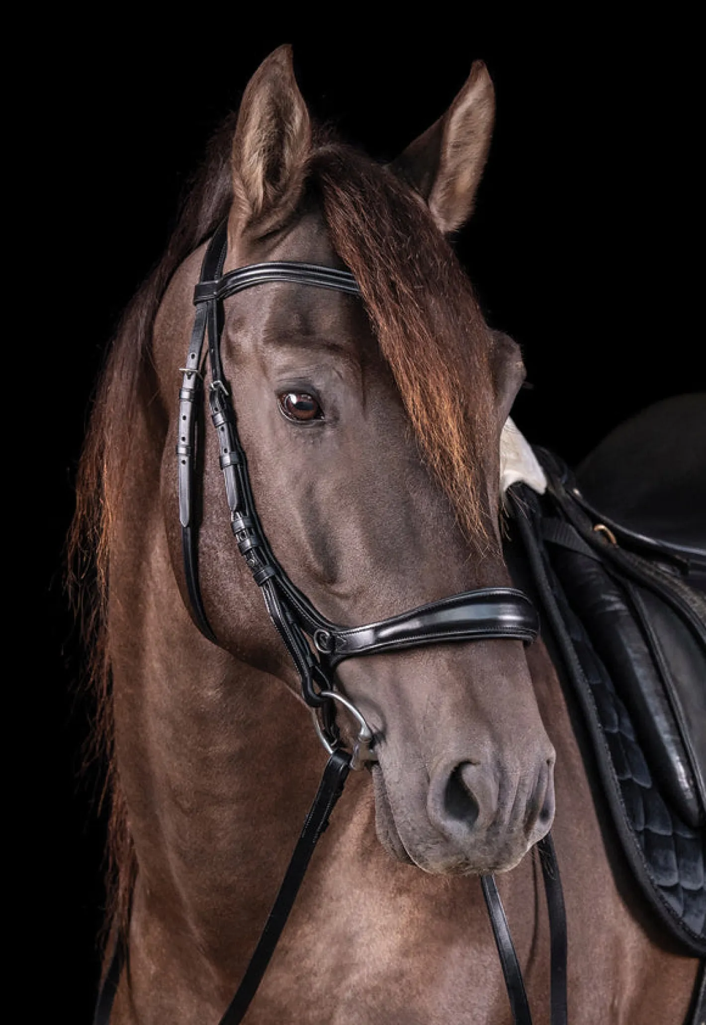 SCHOCKEMOEHLE N.A. Schockemöhle Equitus Theta Bridle