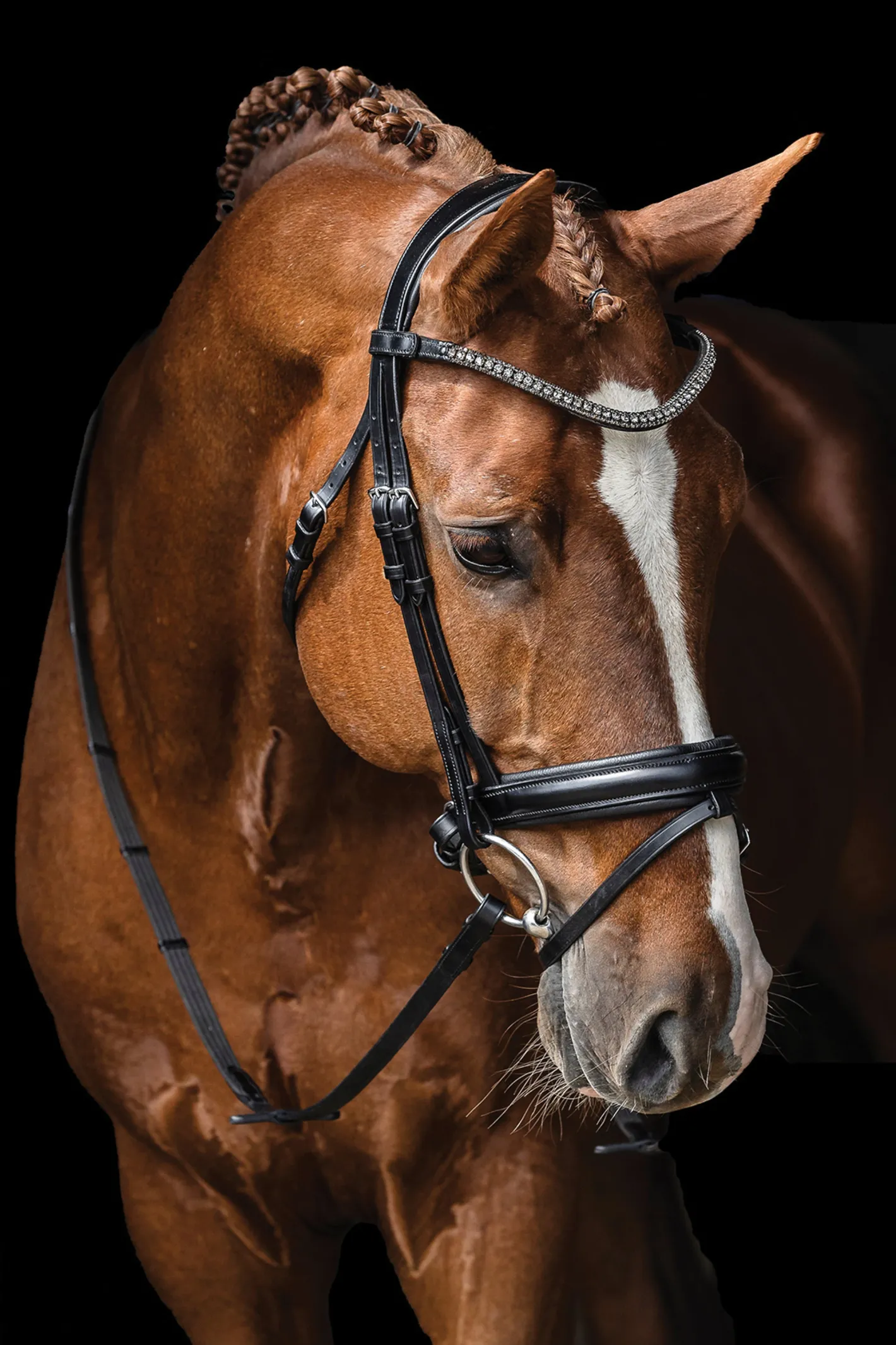 SCHOCKEMOEHLE N.A. Schockemöhle Malaga Bridle