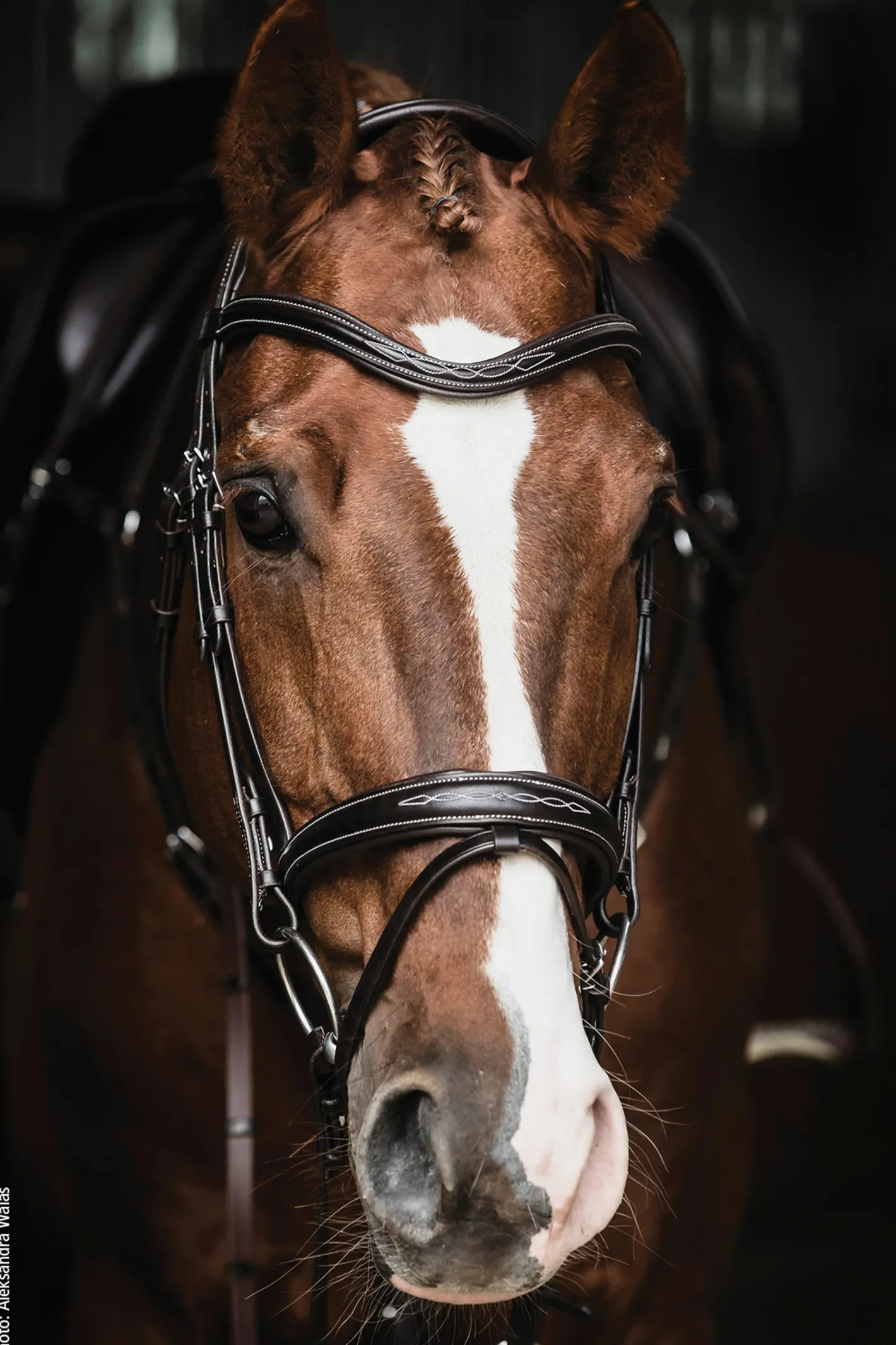 SCHOCKEMOEHLE N.A. Schockemöhle Monza Fancy Stitched Bridle