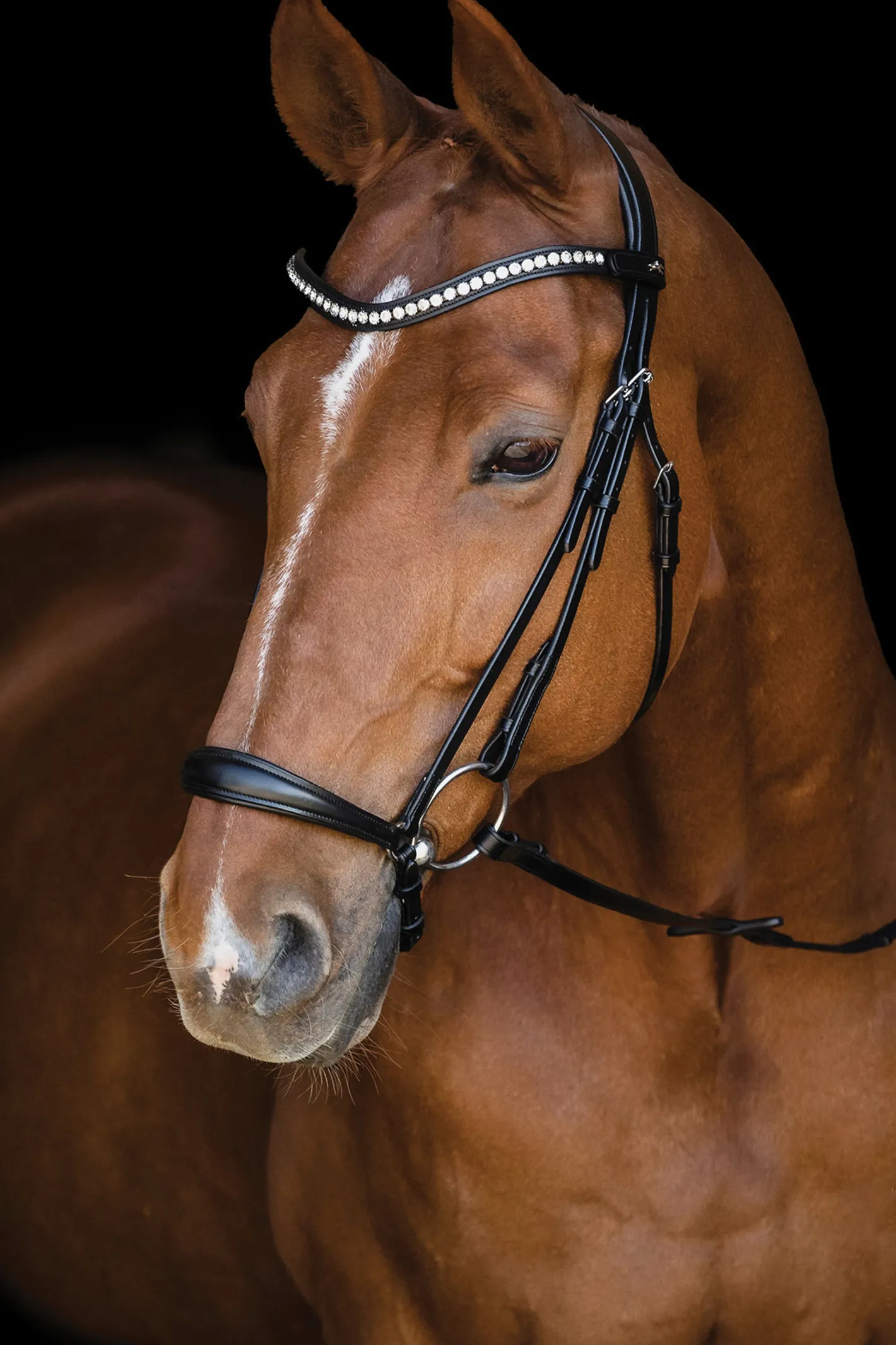 SCHOCKEMOEHLE N.A. Schockemöhle Pisa Drop Nose Bridle