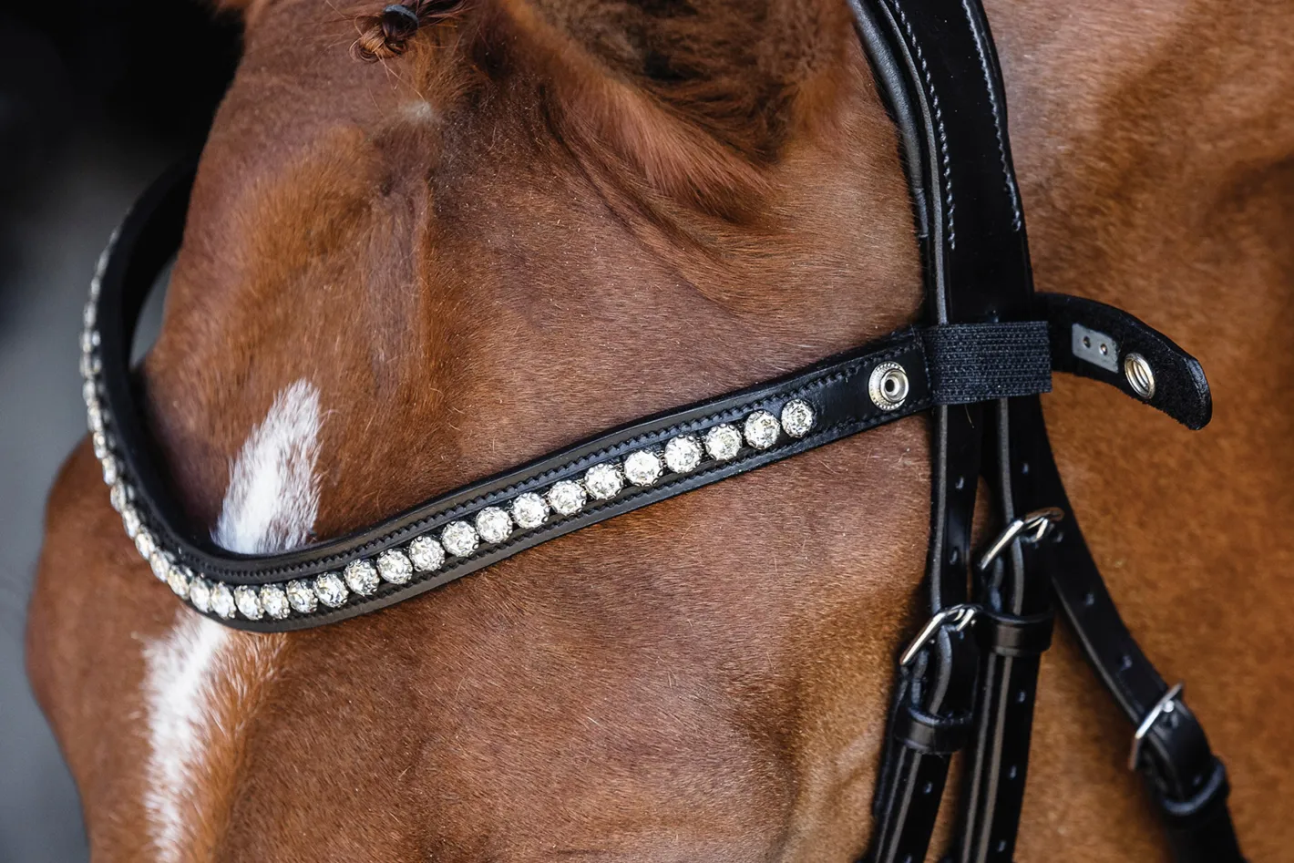 SCHOCKEMOEHLE N.A. Schockemöhle Pisa Drop Nose Bridle