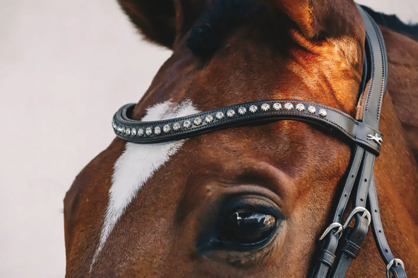 SCHOCKEMOEHLE N.A. Schockemöhle Rome Select Bridle