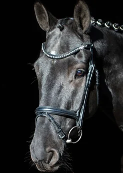 SCHOCKEMOEHLE N.A. Schockemöhle Rome Select Bridle