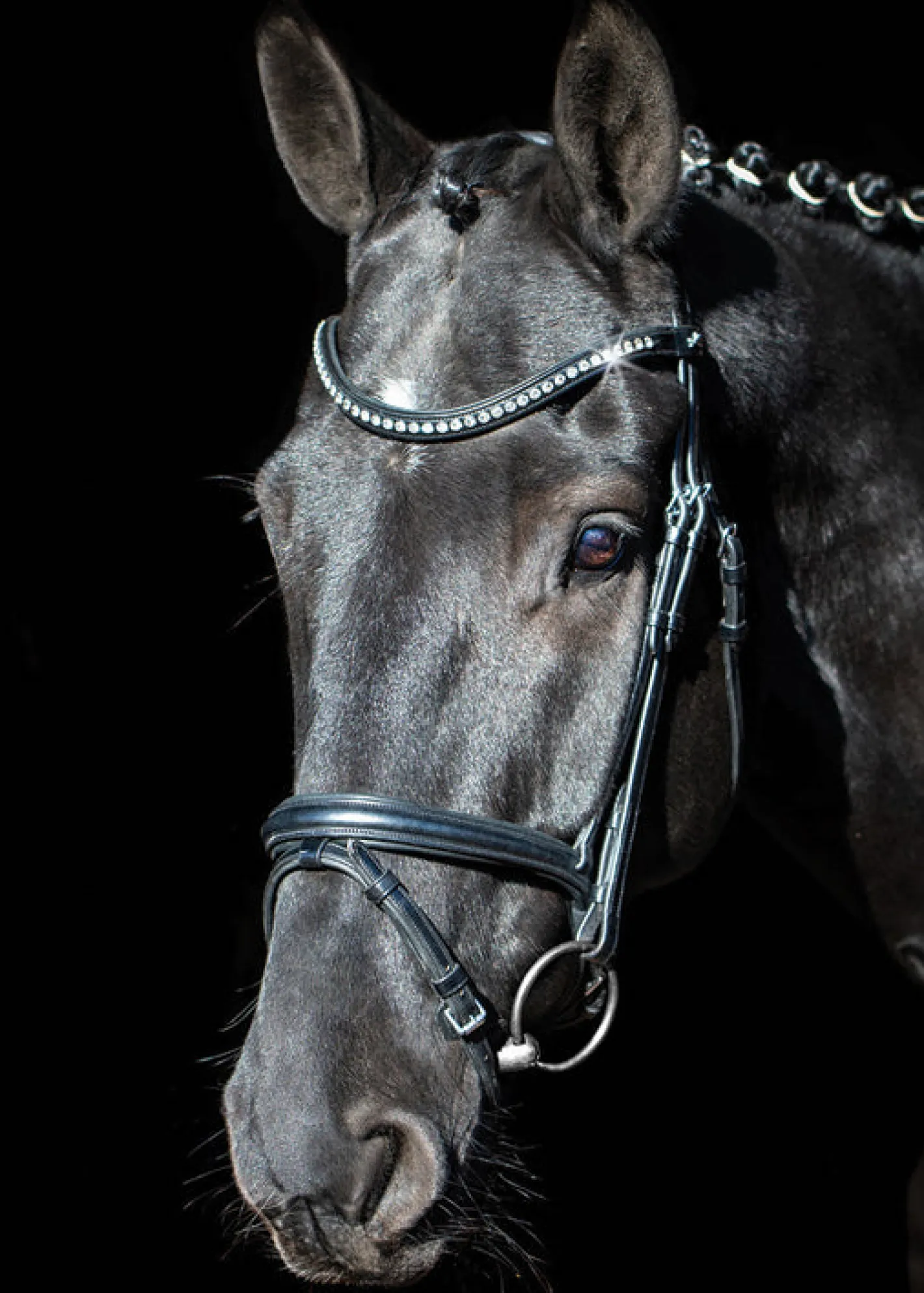 SCHOCKEMOEHLE N.A. Schockemöhle Rome Select Bridle
