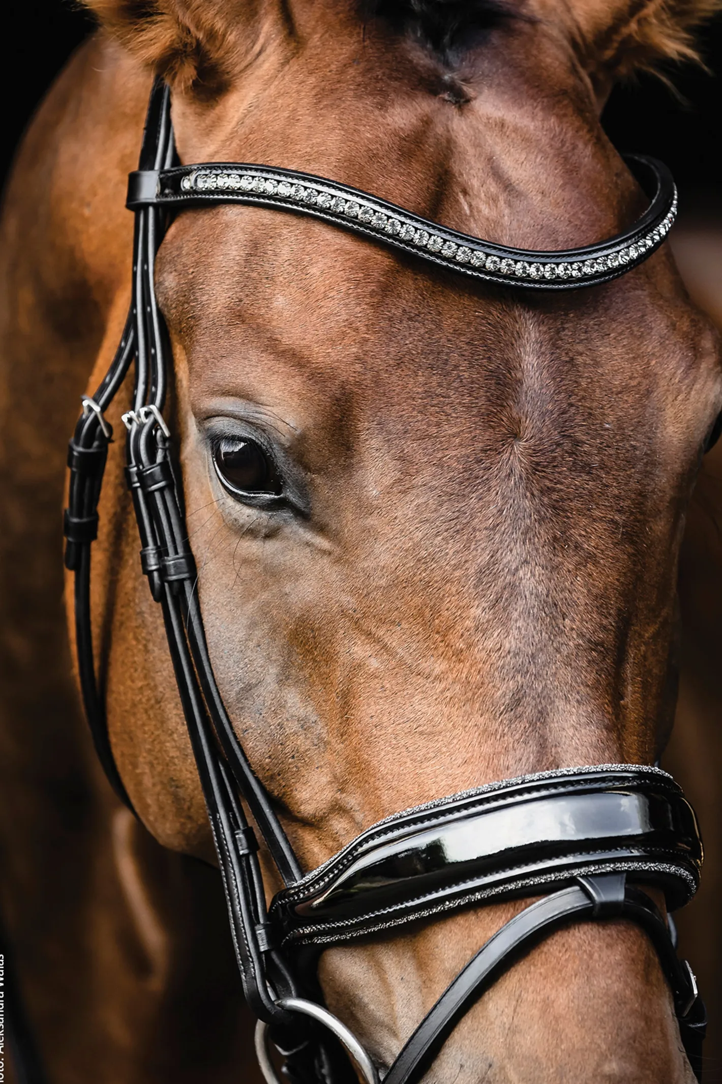 SCHOCKEMOEHLE N.A. Schockemöhle Standford Glam Bridle