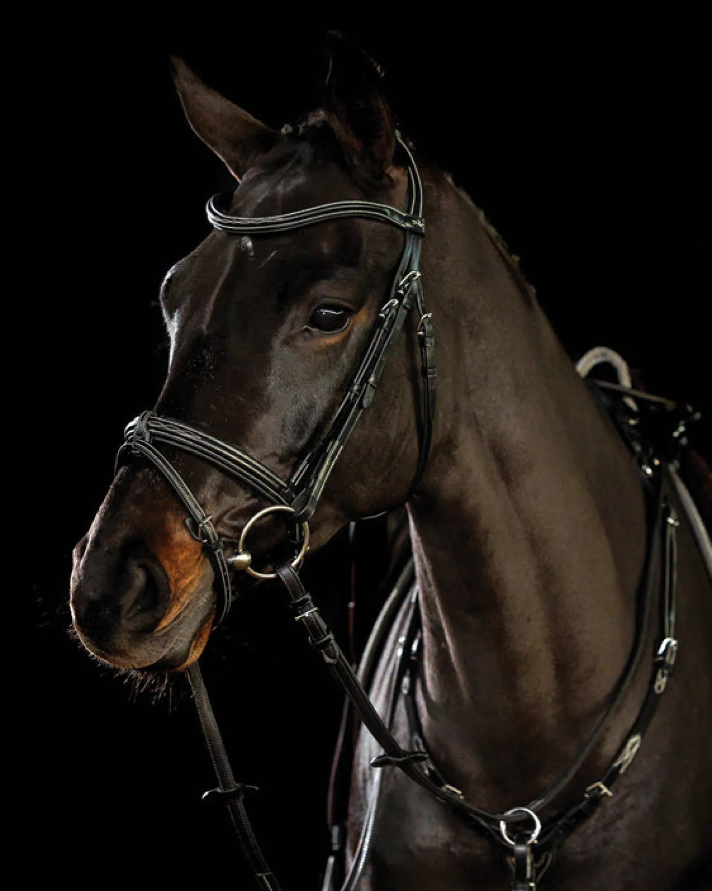 SCHOCKEMOEHLE N.A. Schockemöhle Tokyo F Bridle