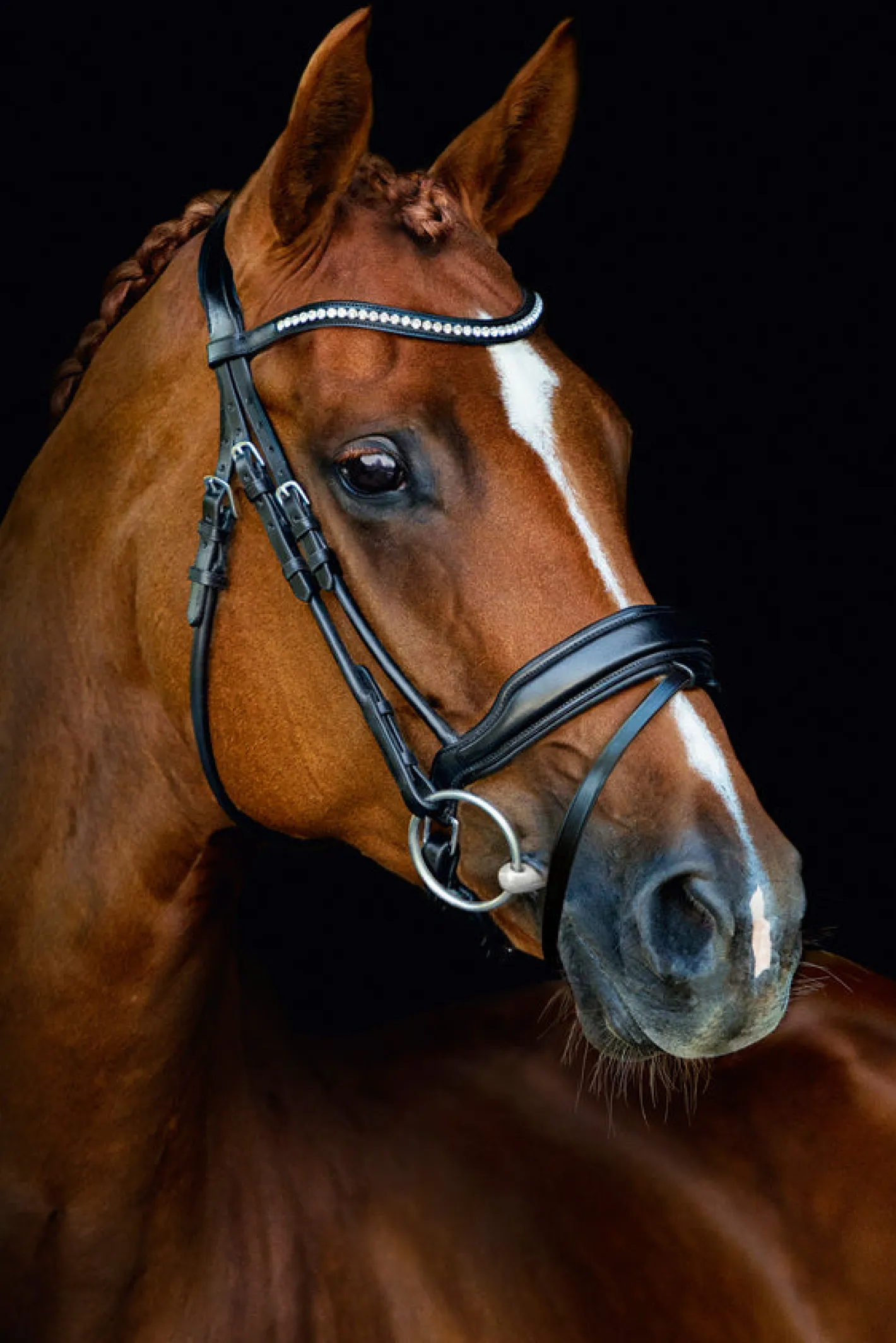 SCHOCKEMOEHLE N.A. Schockemöhle Malibu Bridle
