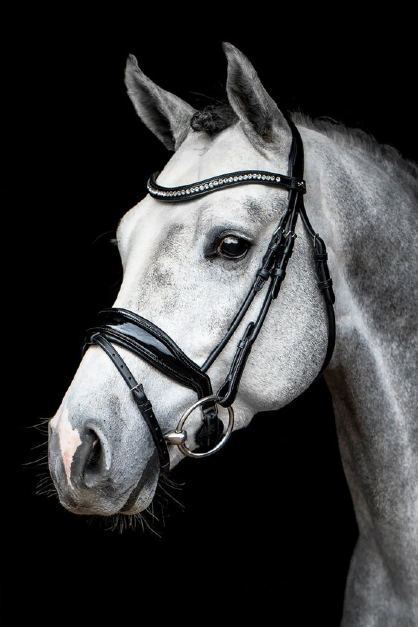 SCHOCKEMOEHLE N.A. Schockemöhle Malibu Bridle