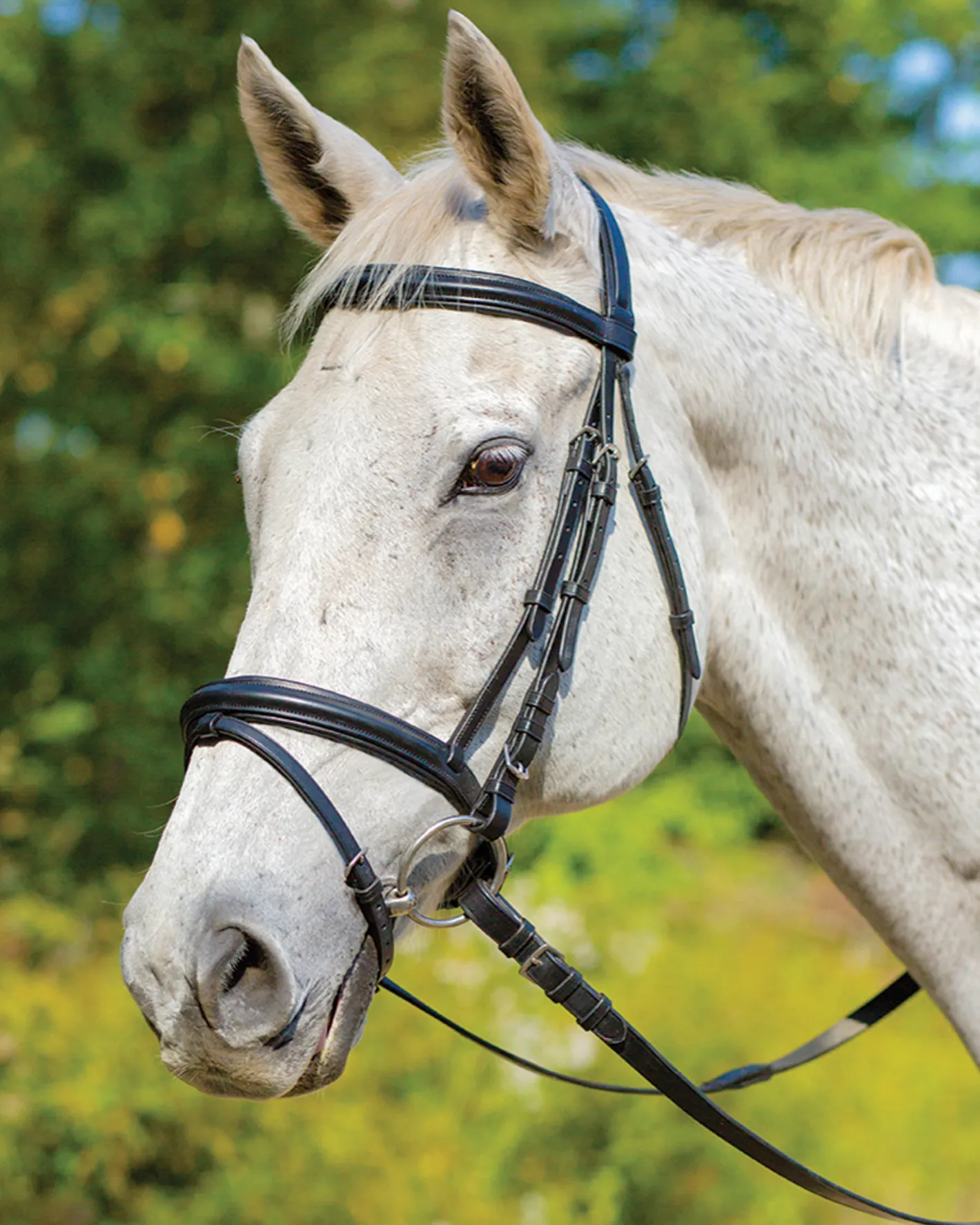 SHIRES EQUESTRIAN Shires Avignon Louisville Bridle
