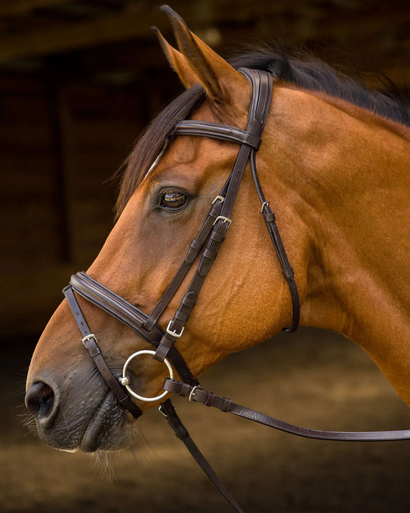 SHIRES EQUESTRIAN Shires Avignon Louisville Bridle