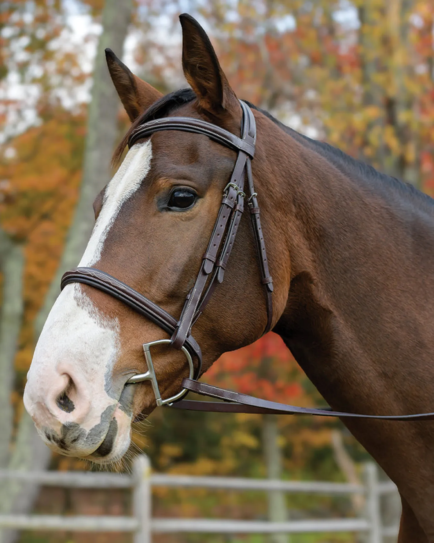 SHIRES EQUESTRIAN Shires Avignon Nashville Bridle