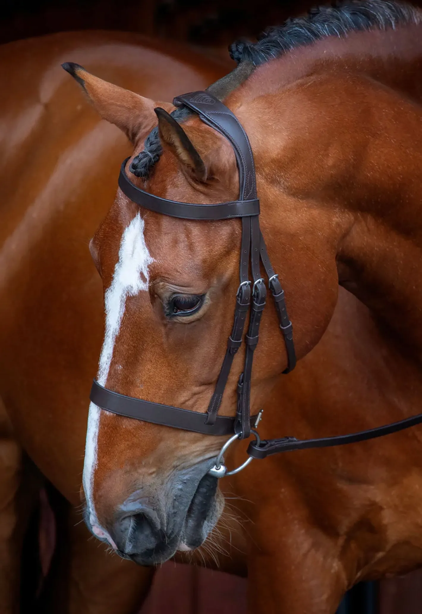 SHIRES EQUESTRIAN Shires Velociti Rapida Hunter Caveson Bridle