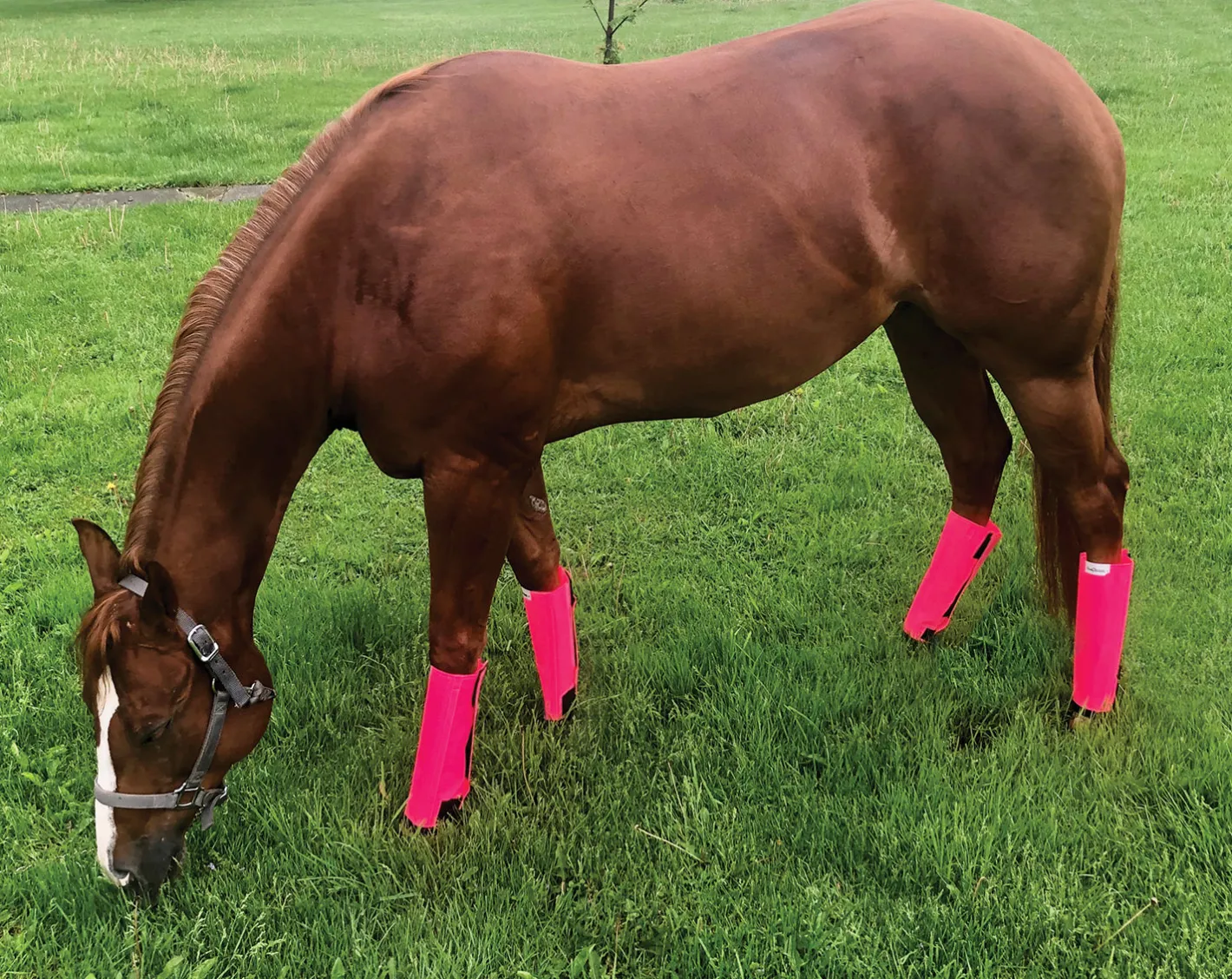 ANIMAL HEALTH INT Shoofly Leggins™ Set of 4