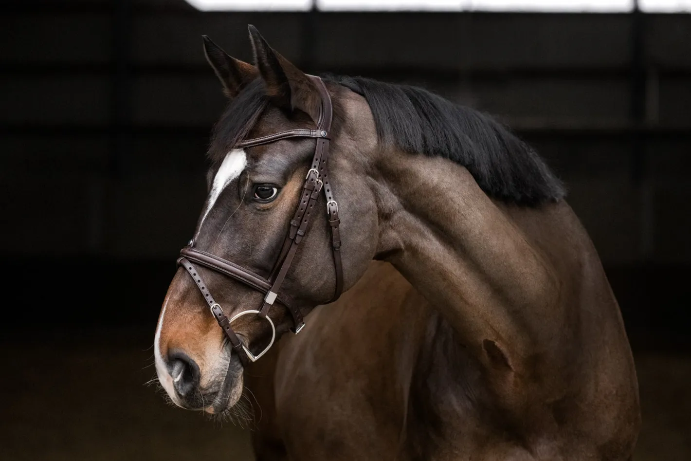 STUBBEN N.A. Stübben Pro Jump Bridle with Removable Flash Noseband