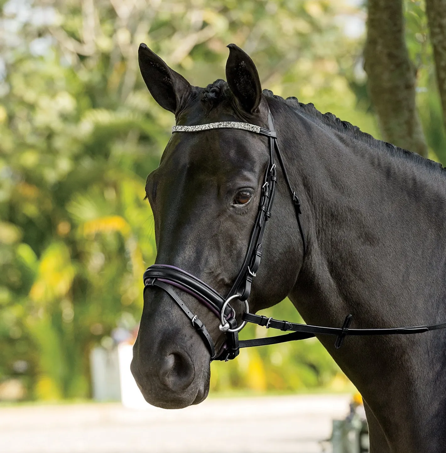 KINGS INTERNATIONAL Suffolk™ Curved Browband