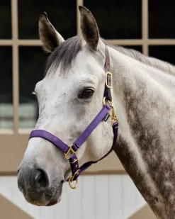 TEXT HORSE Suffolk™ Heavy Nylon Halter with Breakaway Crown