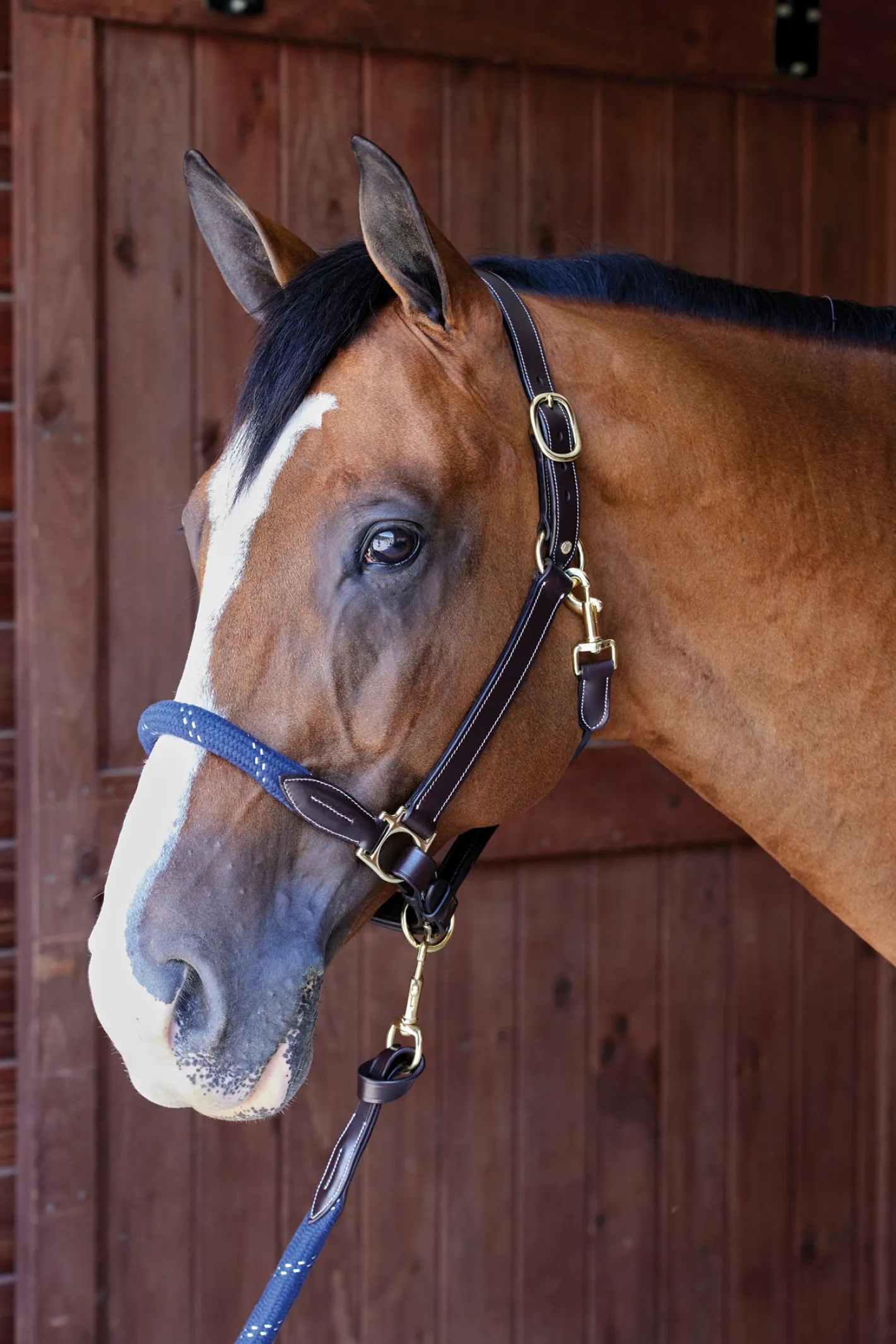 PUSHKAR INTL Suffolk™ Leather & Rope Halter with Lead