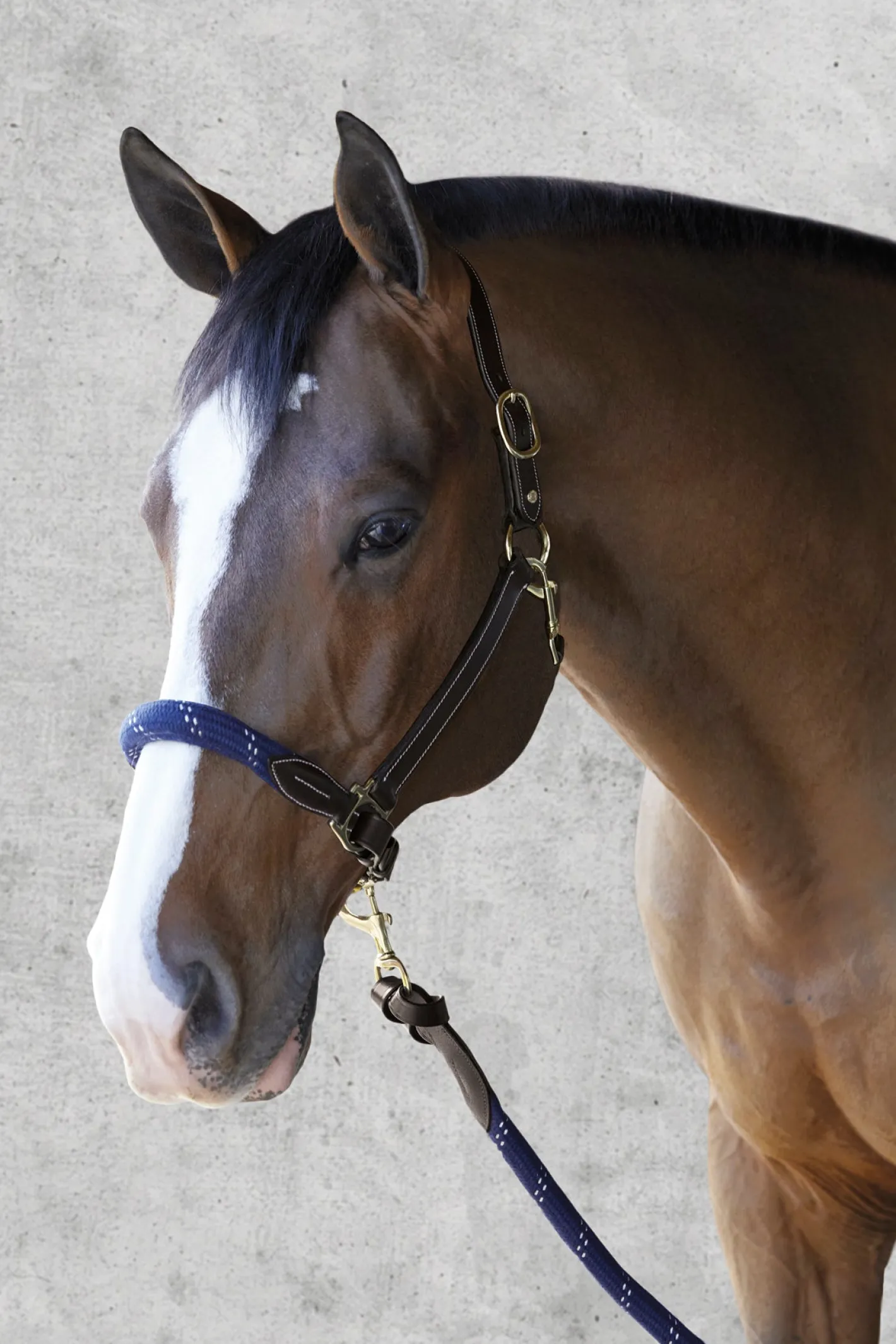 PUSHKAR INTL Suffolk™ Leather & Rope Halter with Lead