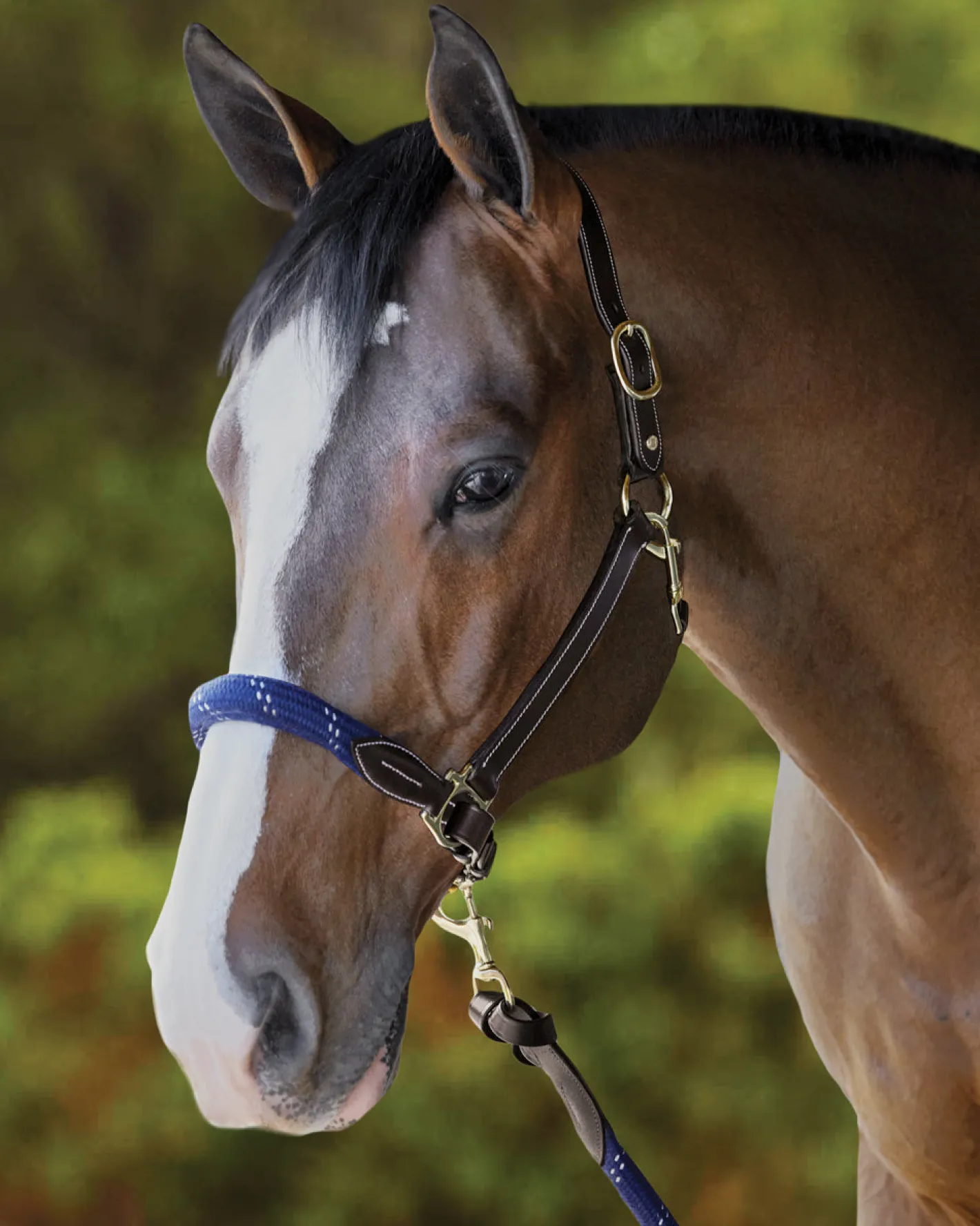PUSHKAR INTL Suffolk™ Leather & Rope Halter with Lead